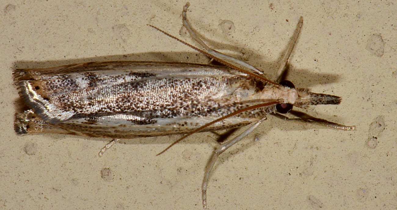 Altra Agriphila da id - Agriphila tolli